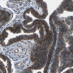 Invitrogen SLC4A2 Polyclonal Antibody 100 &mu;L; Unconjugated:Antibodies,