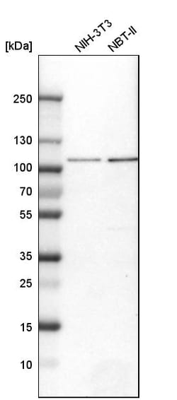 Invitrogen Aconitase 1 Polyclonal Antibody 100 &mu;L | Buy Online | Invitrogen&trade; | Fisher Scientific