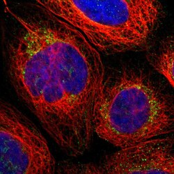Invitrogen PARL Polyclonal Antibody 100 &mu;L; Unconjugated:Antibodies,