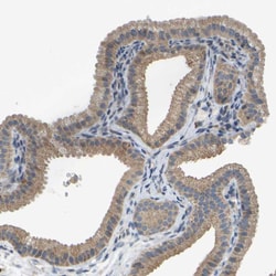 Invitrogen PARL Polyclonal Antibody 100 &mu;L; Unconjugated:Antibodies,
