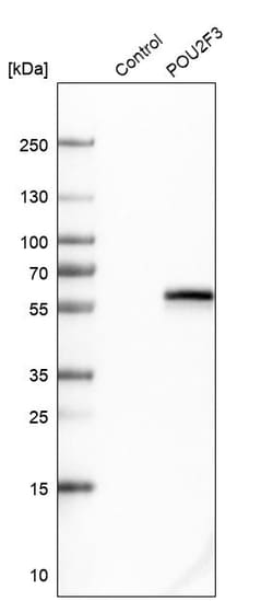 Invitrogen PLA1 Polyclonal Antibody 100 &mu;L; Unconjugated:Antibodies,