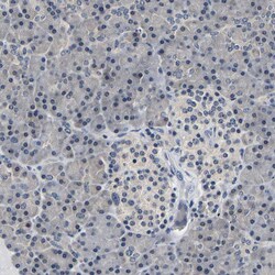 Invitrogen UCHL3 Polyclonal Antibody 100 &mu;L; Unconjugated:Antibodies,