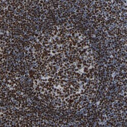 Invitrogen p130 Polyclonal Antibody 100 &mu;L; Unconjugated:Antibodies,