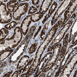 Invitrogen MDH2 Polyclonal Antibody 100 &mu;L | Buy Online | Invitrogen&trade; | Fisher Scientific