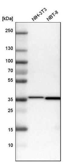 Invitrogen MDH2 Polyclonal Antibody 100 &mu;L | Buy Online | Invitrogen&trade; | Fisher Scientific