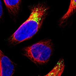 Invitrogen MDH2 Polyclonal Antibody 100 &mu;L; Unconjugated:Antibodies,