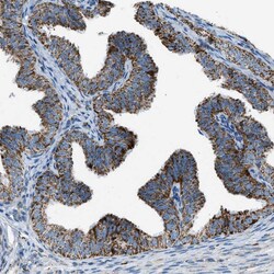 Invitrogen MDH2 Polyclonal Antibody 100 &mu;L; Unconjugated:Antibodies,