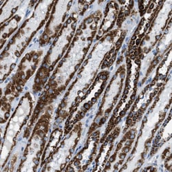 Invitrogen MDH2 Polyclonal Antibody 100 &mu;L; Unconjugated:Antibodies,