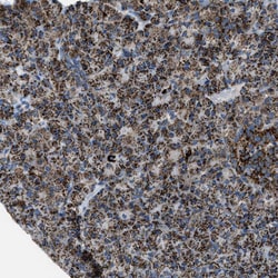 Invitrogen MDH2 Polyclonal Antibody 100 &mu;L; Unconjugated:Antibodies,