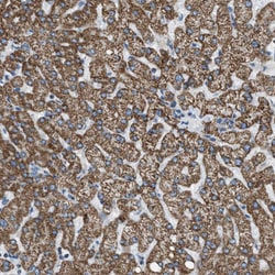 Invitrogen MDH2 Polyclonal Antibody 100 &mu;L; Unconjugated:Antibodies,