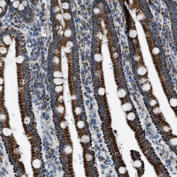 Invitrogen MDH2 Polyclonal Antibody 100 &mu;L; Unconjugated:Antibodies,
