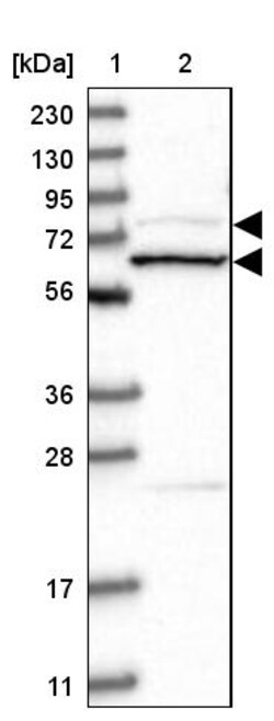 Invitrogen Amphiphysin Polyclonal Antibody 100 &mu;L; Unconjugated:Anticorps,