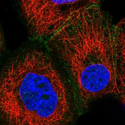 Invitrogen GAS2L1 Polyclonal Antibody 100 &mu;L; Unconjugated:Antibodies,
