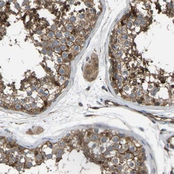 Invitrogen GAS2L1 Polyclonal Antibody 100 &mu;L; Unconjugated:Antibodies,