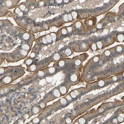 Invitrogen GAS2L1 Polyclonal Antibody 100 &mu;L; Unconjugated:Antibodies,