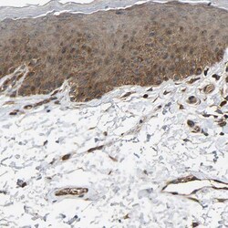 Invitrogen GAS2L1 Polyclonal Antibody 100 &mu;L; Unconjugated:Antibodies,