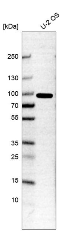 Invitrogen GAS2L1 Polyclonal Antibody 100 &mu;L; Unconjugated:Antibodies,