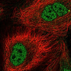 Invitrogen BAG2 Polyclonal Antibody 100 &mu;L; Unconjugated:Antibodies,
