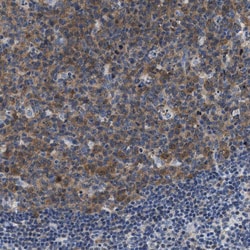 Invitrogen BAG2 Polyclonal Antibody 100 &mu;L; Unconjugated:Antibodies,