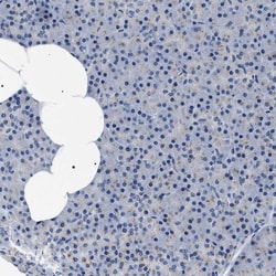 Invitrogen BAG2 Polyclonal Antibody 100 &mu;L; Unconjugated:Antibodies,