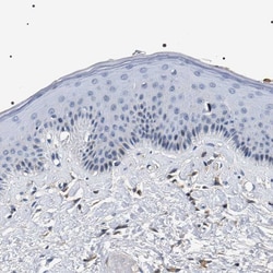 Invitrogen BAG2 Polyclonal Antibody 100 &mu;L; Unconjugated:Antibodies,