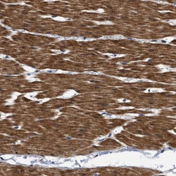 Invitrogen BAG2 Polyclonal Antibody 100 &mu;L; Unconjugated:Antibodies,