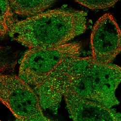 Invitrogen RUVBL1 Polyclonal Antibody 100 &mu;L; Unconjugated:Antibodies,