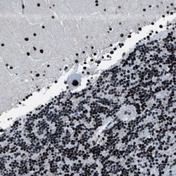 Invitrogen Cyclophilin E Polyclonal Antibody 100 &mu;L; Unconjugated:Antibodies,