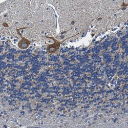 Invitrogen SLC25A25 Polyclonal Antibody 100 &mu;L; Unconjugated:Antibodies,