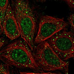 Invitrogen ASAP3 Polyclonal Antibody 100 &mu;L; Unconjugated:Antibodies,