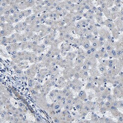 Invitrogen GFR alpha-3 Polyclonal Antibody 100 &mu;L; Unconjugated:Antibodies,