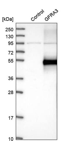 Invitrogen GFR alpha-3 Polyclonal Antibody 100 &mu;L; Unconjugated:Antibodies,