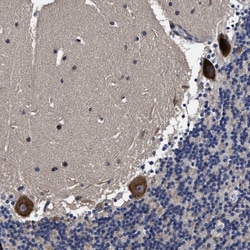 Invitrogen AVEN Polyclonal Antibody 100 &mu;L; Unconjugated:Antibodies,