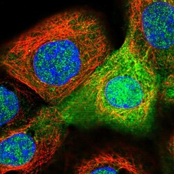 Invitrogen ASS1 Polyclonal Antibody 100 &mu;L; Unconjugated:Antibodies,