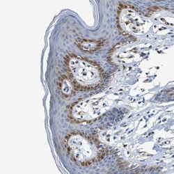 Invitrogen ASS1 Polyclonal Antibody 100 &mu;L; Unconjugated:Antibodies,