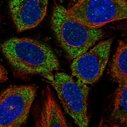 Invitrogen Cdc37L1 Polyclonal Antibody 100 &mu;L; Unconjugated:Antibodies,