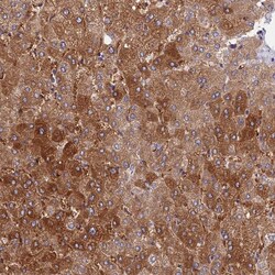 Invitrogen Cdc37L1 Polyclonal Antibody 100 &mu;L; Unconjugated:Antibodies,