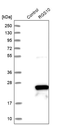 Invitrogen RGS10 Polyclonal Antibody 100 &mu;L | Buy Online | Invitrogen&trade; | Fisher Scientific