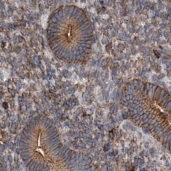 Invitrogen NSP5 Polyclonal Antibody 100 &mu;L; Unconjugated:Antibodies,