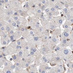 Invitrogen NSP5 Polyclonal Antibody 100 &mu;L; Unconjugated:Antibodies,
