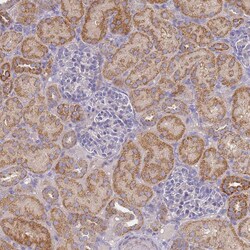 Invitrogen NPEPPS Polyclonal Antibody 100 &mu;L | Buy Online | Invitrogen&trade; | Fisher Scientific