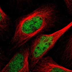 Invitrogen POLR2A Polyclonal Antibody 100 &mu;L; Unconjugated:Antibodies,