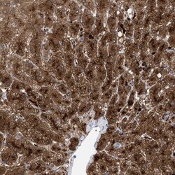 Invitrogen MBTD1 Polyclonal Antibody 100 &mu;L; Unconjugated:Antibodies,