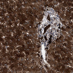 Invitrogen CRYZ Polyclonal Antibody 100 &mu;L; Unconjugated:Antibodies,