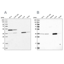 Invitrogen CRYZ Polyclonal Antibody 100 &mu;L; Unconjugated:Antibodies,