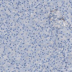 Invitrogen CD301 Polyclonal Antibody 100 &mu;L; Unconjugated:Anticorps,