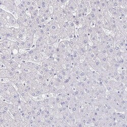 Invitrogen RUNX2 Polyclonal Antibody 100 &mu;L; Unconjugated:Antibodies,