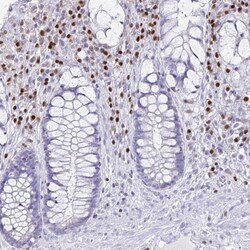 Invitrogen RUNX2 Polyclonal Antibody 100 &mu;L; Unconjugated:Antibodies,