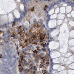 Invitrogen FNBP1 Polyclonal Antibody 100 &mu;L; Unconjugated:Antibodies,