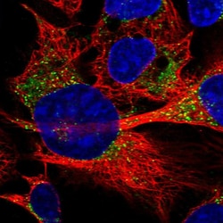 Invitrogen PECI Polyclonal Antibody 100 &mu;L; Unconjugated:Antibodies,